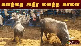 Alanganallur Jallikattu | களத்தை அதிர வைத்த காளை | Madurai Alanganallur Jallikattu