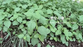뽕모시풀 Fatoua villosa 뽕나무잎과 비슷하면서도 모시풀 잎처럼 거친 털이 있는 Russian thistle 뽕잎풀 가시솔나물 수사마水蛇麻 オカヒジキ 쐐기풀목 뽕나무과