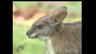 Notamacropus(Macropus) parma - Кенгуру Парма - Рarma wallaby