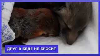 Как бельчонок и лисёнок подружились/ How a squirrel cub made friends with a Fox cub