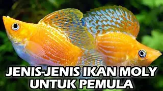 Jenis Ikan Moly Yang Cocok Untuk Pemula !!! Semua Orang Bisa Budidaya...
