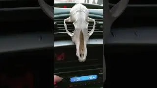 Day 16 of 365 🔥🔊 music : Wobad Badazz (P0gman remix) 🔥 #car #electronicmusic #audiotest #bass#music