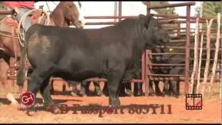 GENETRUST Brangus 2013 commercial.