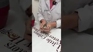 Watch to learn how to prevent mammary tumors in rats 🐀