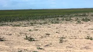 Canola Establishment Part 1 of 2