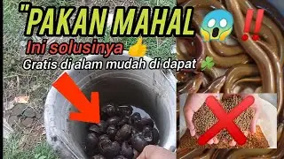 Anti MODAL‼️ Cara Budidaya Belut Rumahan Pakai Keong Sawah, Lebih Murah & Cepat Besar