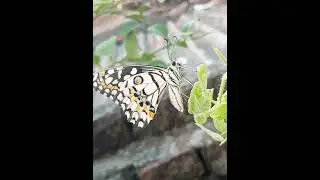 #photography #videography, #charming #glimpse of #beautiful #butterfly #guest in #garden #nature