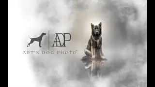 Mirror effect in Photoshop, featuring a beautiful German Shepherd