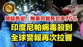 1.29 (中文字幕）聞蝠色變｜無藥可醫死亡率75%｜印度尼帕病毒殺到｜全球警報再次拉響  #尼帕病毒 #NipahVirus #世衛 #蝙蝠 #疫苗疑慮 #科研倫理 #人畜共患病 #全球疫情