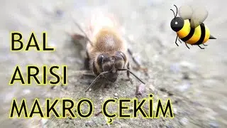 Bal Arısına Yakından Bakın(Makro)