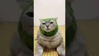 không nói nên lời độ cute thú cưng đội nón #pets #shorts #cats #haihuoc #thucung