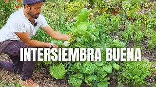 Intersiembra buena | Agosto 2&ordf; parte