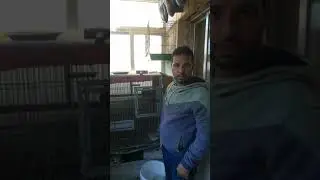 انتاج الكاسكو بالاردن انتاج اخوكم ميدو الشوبكي