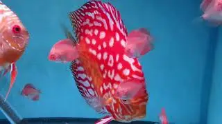 Discus fry 20 days old free swimming Red Eagle  x  Golden Island