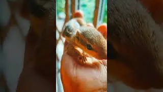বাড়িতে নতুন সদস্য.#squirrel #pets #love #books #bookstagram #shorts #shortvideo #booktubetbr #viral