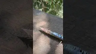 DIY bowfishing arrow!! #shorts #diy #survival #bowfishing