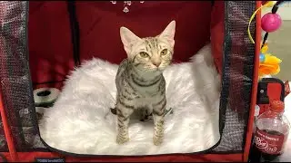 Purr-fect Columbus OH Cat Show