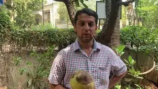 What I feel after taking 6 years continues service from Naral Mitra for my coconut tree?