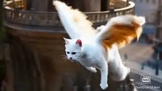 Animal Fusion .  Unstoppable flying cats , Cat-Eagle Hybrid .