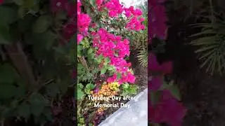 Mornin in the yard.   #coffeesesh #flowers