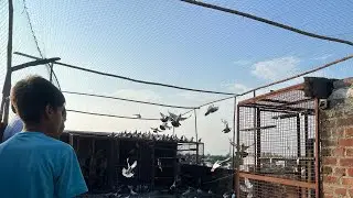 HASEEN USEFUL NEWS BIND NET FOR SAFETY OF KABOOTARO District BIJNOR UTTAR PRADESH #pigeon