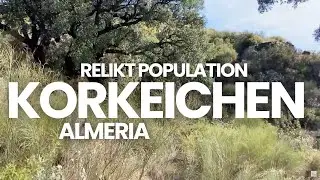 St&auml;rkung einer Reliktpopulation von Korkeichen (Quercus suber)