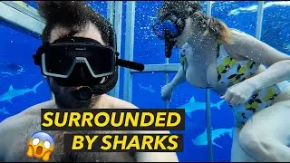 Shark Diving in Hawaii Oahu (Snorkeling with the Sharks in North Shore)