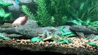 Poirot Our Giant African Fan Shrimp Enjoying His Algae Wafer!