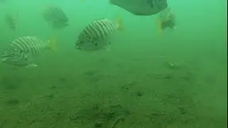 Marina Pacifica/Davies Harbor Bridge Underwater Tour 4K-HD Zebra Perch School Observation