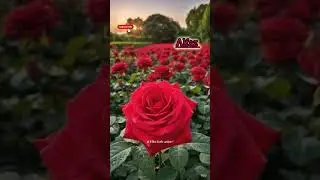 Allah is everywhere 💕 💕