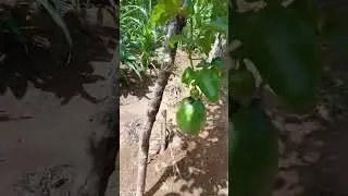 s&oacute; pra os escritos do canal.