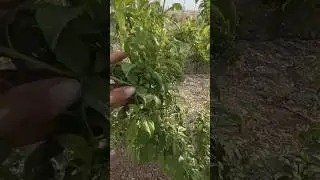 #organic  mirabelle #plum  | First year of fruiting | 11 April 2023 ❤️