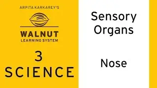 3 Science - Sensory Organs - Nose