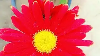 Tarrice garden fruit plant flower plant