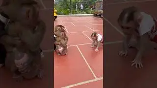 baby monkey goes to subi;🥰