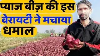 प्याज़ का सबसे ज़्यादा उत्पादन देने वाला बीज़ | Top 5 onion seed variety |Ellora | Panchganga Sardar
