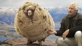 Nomadic Life: This sheep's fleece hasn't been sheared in 2 years &ndash; the result is astonishing!