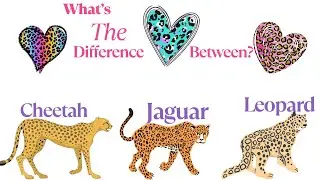 What's the difference between a Cheetah, a Jaguar, and a Leopard