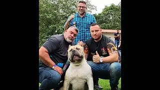 Exposição de Bully e Pitmonster - 3° encontro Sul Fluminense Rezende - Rio de Janeiro