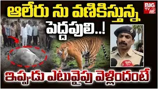 ఆలేరు ను వణికిస్తున్న పెద్దపులి..! Bengal Tiger Hulchal At Aleru | BIG TV