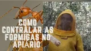 Como controlar as formigas 🐜  no Api&aacute;rio