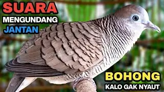 Perkutut Lokal Gacor RAJA PIKAT Ahlinya Bikin Semua Burung Perkutut Gacor Nyaut.