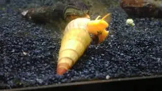 Rabbit Snail Update