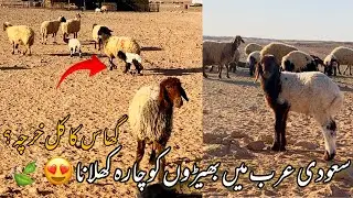 In Saudi Arabia, feeding grass to the lambs and giving them milk is very difficult.😞 