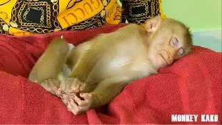 Relaxing Time!! Lovely Mother Take Care Monkey Kako Sleep Routine