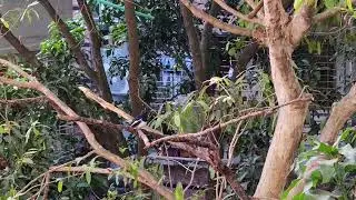 Oriental magpie call (Doyel)