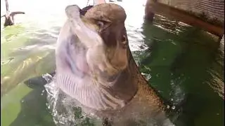 Huge tarpon jumping out of water in super slow motion!: GoPro 2 (120 fps)