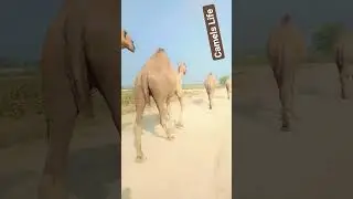 #camels #rural