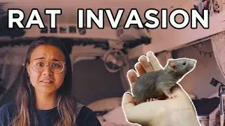 mouse invasion | VANLIFE | *worst week of my life*