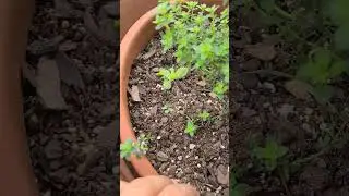 How to propagate thyme from an existing plant. #lemon #thyme #herbs